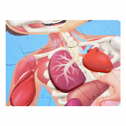 Hape Human Body Jeu de puzzle 60 pièce(s) Science - Vue supplémentaire 6