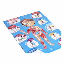 Hape Human Body Jeu de puzzle 60 pièce(s) Science - Vue supplémentaire 7