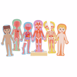 Hape Human Body Magnetic Puzzle, Peuple, 3 an(s)