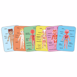 Hape Human Body Magnetic Puzzle Puzzle à formes Peuple - Vue supplémentaire 5