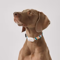 Collier pour chien analyseur d'activité - PETKIT Offrez à votre chien un collier intelligent ! Ce collier étanche et anti-étr ...