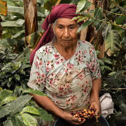 Perle de Café Colombia BIO 250 g