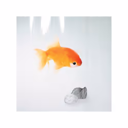 Spirella 7610583000972 rideau de douche Anneau Poly-acétate de vinyle (PEVA) Orange, Transparent