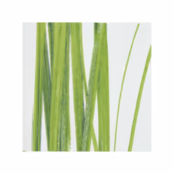 Spirella 7610583132451 rideau de douche Anneau Polyester Vert, Blanc