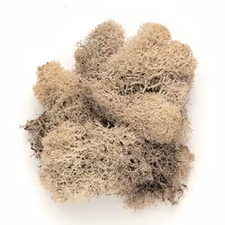 GLOREX 63803610, Intérieure, Plante verte artificielle, Beige, 50 g