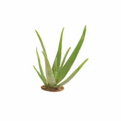 GLOREX Savon de glycérine Aloe Vera 500g transparent
