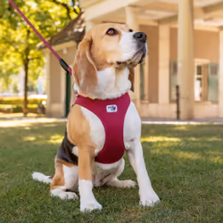 Curli Air-Mesh XL Rouge Polyester Chien Gilet