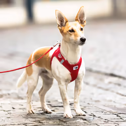 Curli Air-Mesh XS Vert Polyester Chien Gilet - Vue supplémentaire 5