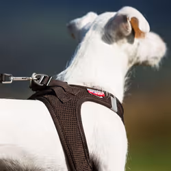 Curli Air-Mesh M Vert Polyester Chien Gilet - Vue supplémentaire 4