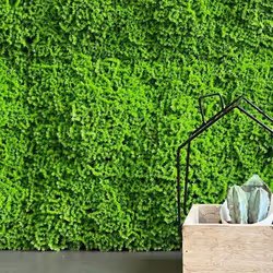 Haie artificielle Muscus 1 x 1 m Vertpanneau modulaire pour jardin vertical TENAX