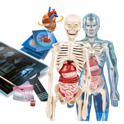 Clementoni Science & Jeu laboratoire 8005125192991, Squelette, Anatomie, 8 an(s), Multicolore