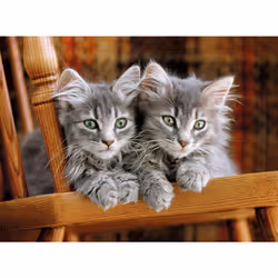 Clementoni Kittens Jeu de puzzle 500 pièce(s) Faune