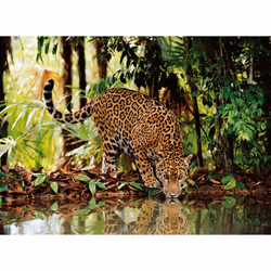 Clementoni Leopard Jeu de puzzle 2000 pièce(s) Faune