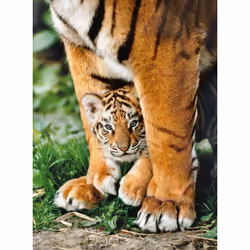 Clementoni 35046 puzzle Jeu de puzzle 500 pièce(s) Faune