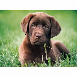 Clementoni 35072 puzzle Jeu de puzzle 500 pièce(s) Animaux