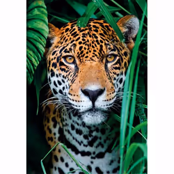 Clementoni High Quality Collection Jaguar in the Jungle Jeu de puzzle 500 pièce(s) Animaux