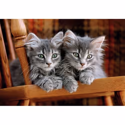 Clementoni High Quality Collection Kittens - 500 pièces