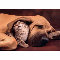 Clementoni High Quality Collection Cuddles - 500 pièces