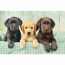 Clementoni Three Labs Jeu de puzzle 1000 pièce(s) Faune
