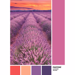 Clementoni Pantone 1000 Pièces - Vivid Viola, 12,33 an(s)