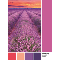 Clementoni Pantone 1000 Pièces - Vivid Viola
