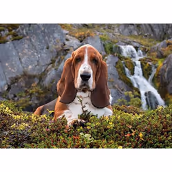 Clementoni 39511 puzzle Jeu de puzzle 1000 pièce(s) Animaux