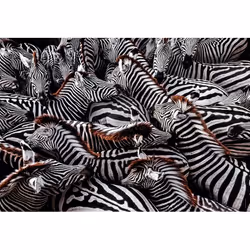 Clementoni Zebra Jeu de puzzle 1000 pièce(s) Animaux