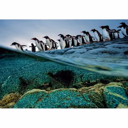 Clementoni Penguins Jeu de puzzle 1000 pièce(s) Animaux