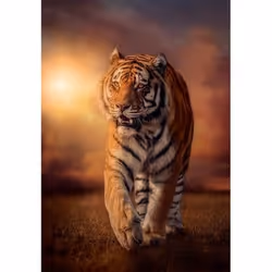 Clementoni Tiger Jeu de puzzle 1000 pièce(s) Animaux