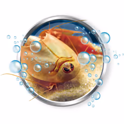 Clementoni Cultiver vos propres Triops
