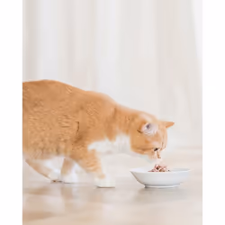 Schesir 8005852615213 nourriture humide pour chats 70 g