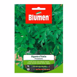 Graines de persil géant italien dans une enveloppe Graines en sachet Blumen de Persil variété Gigante d'Italia. Plante vigour ...