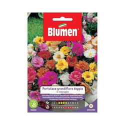 Graines doubles de Portulaca grandiflora dans une enveloppe