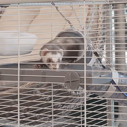 Ferplast Furet Power Beige - Vue supplémentaire 10