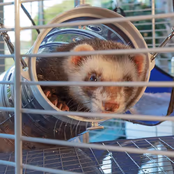 Ferplast Furet Power Beige