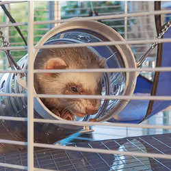 Ferplast Furet Power Beige - Vue supplémentaire 4