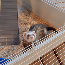 Ferplast Furet Power Beige - Vue supplémentaire 8