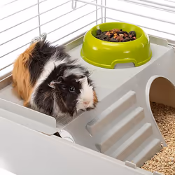 Ferplast Cavie 80 Cochon d'inde Blanc
