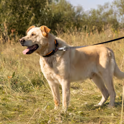 Ergofluo Matic G Laisse Pour Chiens Avec Mousqueton Automatique Innovant Et Poignée Rembourrée. Différentes Tailles Et Couleurs.. Variante G25/120 - Mesures: 25 Mm X L 120 Cm - Orange - Orange - Ferplast - Vue supplémentaire 2