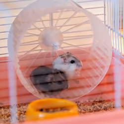 Ferplast Criceti 9 Princess Hamster Rose, Blanc - Vue supplémentaire 4