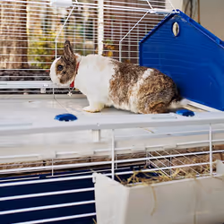 Ferplast Barn 80 Rabit Gris, Blanc