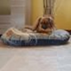 Ferplast Coussin pour chien et chat Stuart 89/10 bleu