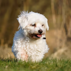 Croci C3052986 200 ml Chien Shampoing