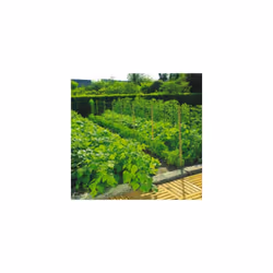 Description générale Le filet à ramer Trellinet est conçu pour soutenir et guider la croissance des plantes grimpantes telles ...