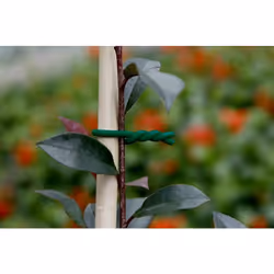 Le lien Biflex est un fil métal + mousse permettant d’attacher les plantes aux tuteurs sans les blesser. Facile à mettre en p ...