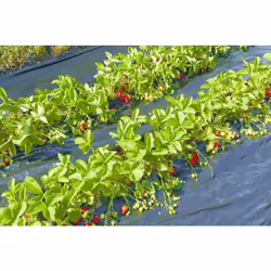 Pailler les plants de fraises dès le repiquage pour diminuer l'apport d'eau, éviter la pousse des mauvaises herbes et réchauf ...