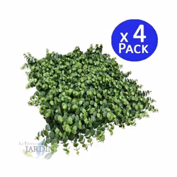 Jardin vertical Irolia Le jardin vertical Irolia est la solution parfaite pour créer des environnements originaux et frais da ...