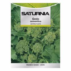 Graines du verger de brocoli grelos (brassica rapa cymosa) - Poids : 10 grammes. - Les inflorescences récemment formées et en ...