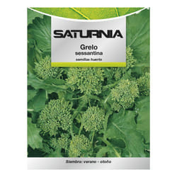 Graines de Brocoli Grelo (10 grammes)