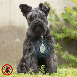 Innovagoods - Répulsif Anti-nuisible à Ultrasons Rechargeables pour les Animaux de Compagnie PetRep